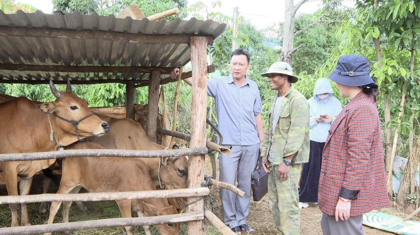 Cán bộ địa phương kiểm tra mô hình hỗ trợ bò sinh sản cho hộ cận nghèo. (Ảnh: UBND xã Chư Păh)