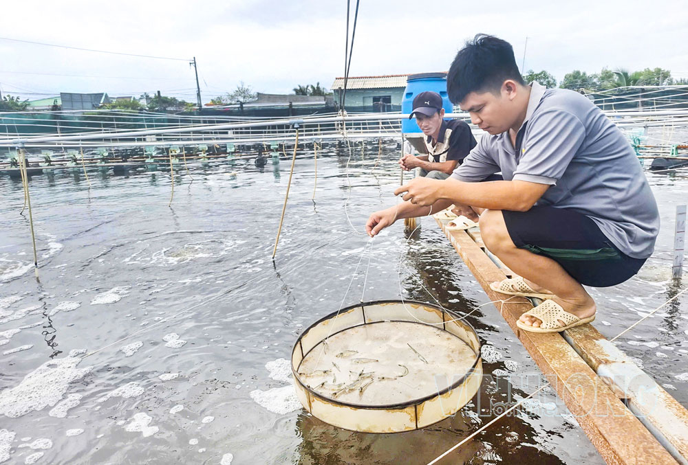 Ông Ngô Việt Thắng (xã Long Thành) kiểm tra tôm nuôi định kỳ, kịp thời đánh giá tốc độ sinh trưởng.