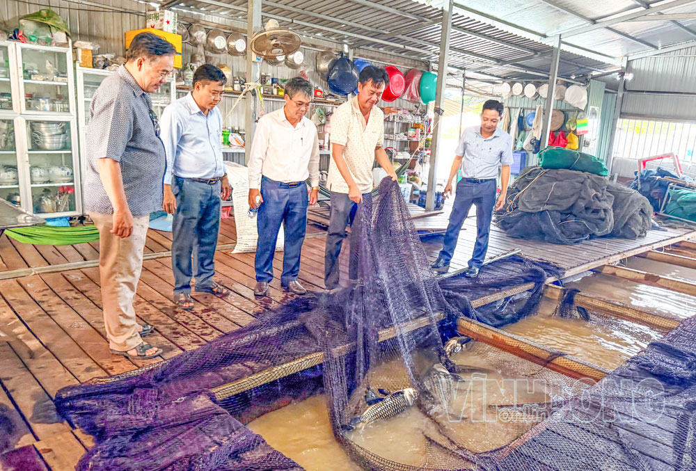Lãnh đạo tỉnh và đoàn công tác tham quan thực tế HTX Liên kết chuỗi thủy sản an toàn Vĩnh Long (xã An Bình) áp dụng quy trình nuôi VietGAP.