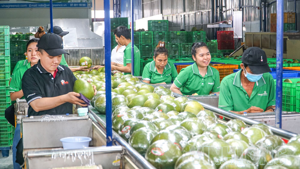 Quy trình sơ chế, dán nhãn OCOP cho bưởi da xanh tại Công ty CP Vinagreenco (phường Đông Thành).