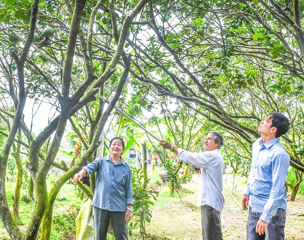 Nông dân trồng bưởi da xanh tại xã Tiên Thủy phấn khởi vì giá bưởi đang tăng cao.
