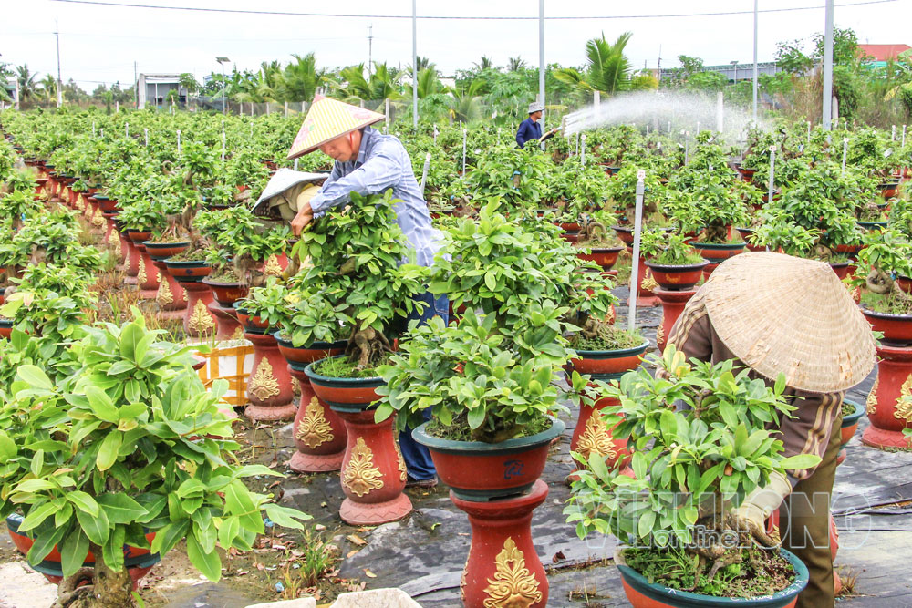 Chăm sóc hoa kiểng ở Công ty TNHH Công nghệ sinh học Vigen (xã Chợ Lách). Ảnh: THẢO LY