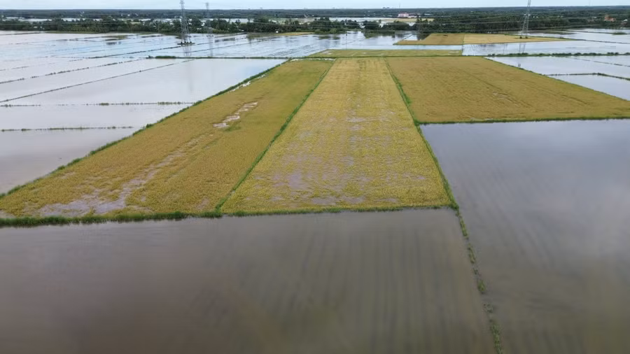 Nhiều diện tích lúa Hè Thu bị ngập trong nước.