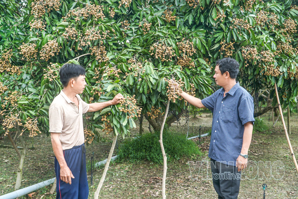 Vườn nhãn ido của chú Phạm Minh Sang (ấp Tích Phước, xã Trà Ôn).