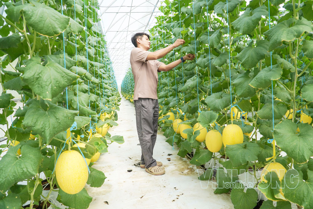 Ông Phan Châu Tri chăm sóc vườn dưa lưới chuẩn bị cho thu hoạch.