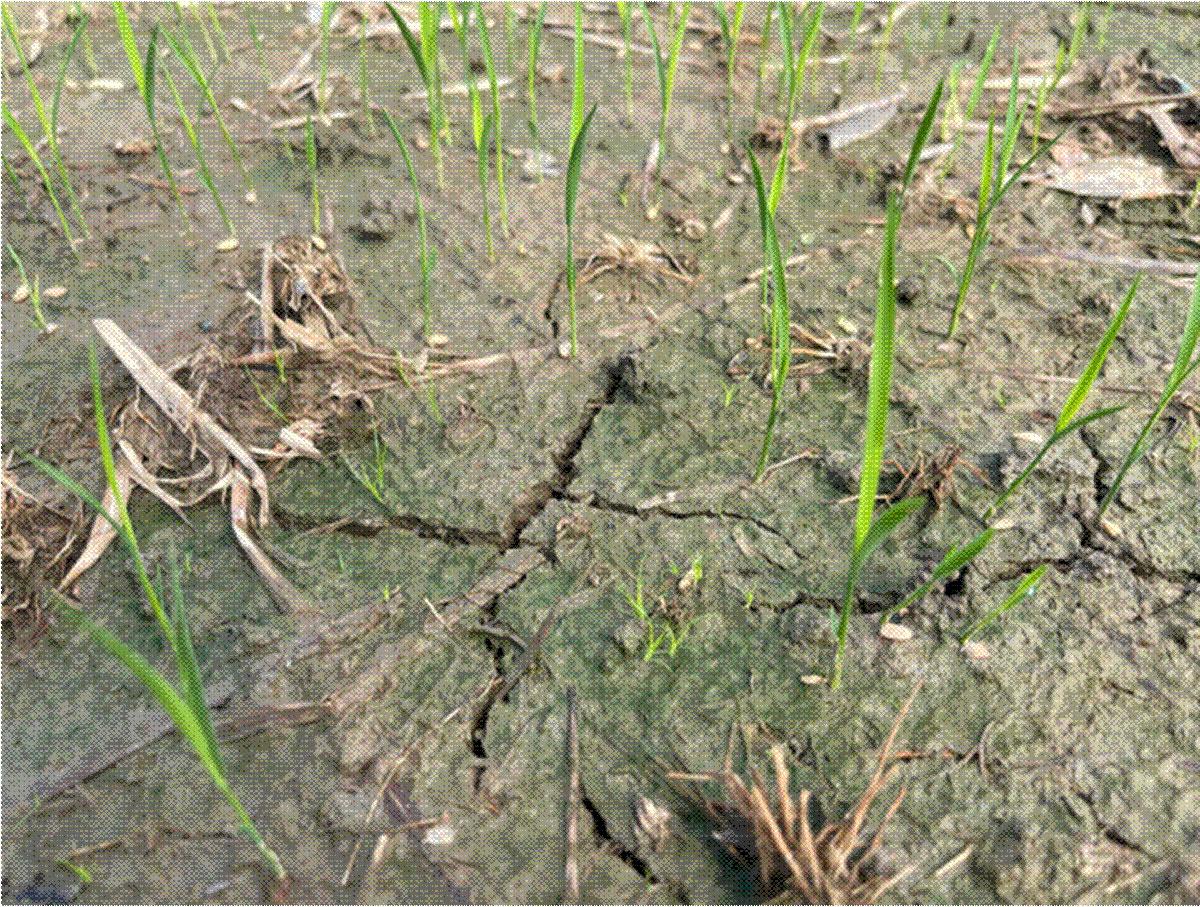 Tình trạng ruộng khô nước có thể gây thêm áp lực cho việc quản lý cỏ và chăm sóc lúa đầu vụ.
