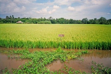 Lúa của Hợp tác xã Nông nghiệp Làng hữu cơ xã Hiếu Thuận.