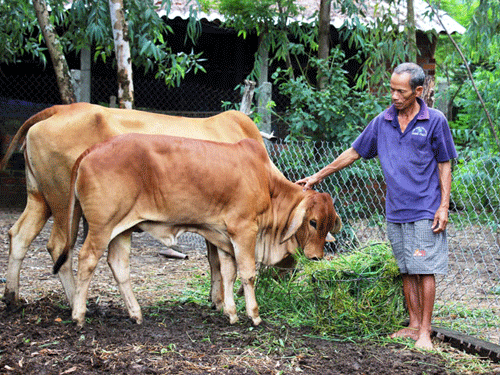 Bò lai sinh sản “đẻ” ra tiền