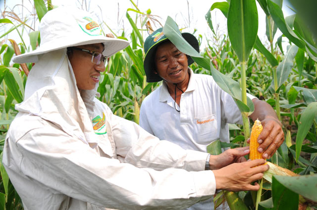 Thêm giống ngô lợi năng suất, giảm chi phí hình ảnh 2 them giong ngo loi nang suat, giam chi phi hinh anh 2