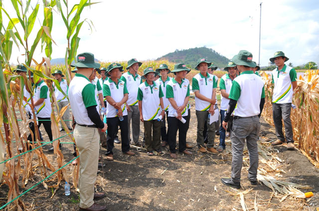 Thêm giống ngô lợi năng suất, giảm chi phí hình ảnh 1 them giong ngo loi nang suat, giam chi phi hinh anh 1