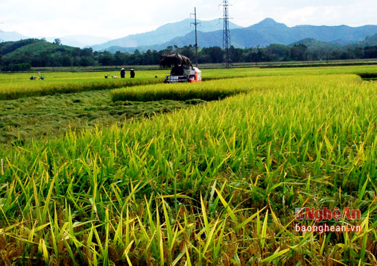 nong dan ban lua lay tien tuoi ngay tai ruong hinh anh 1