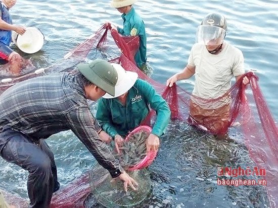 nguoi cuu binh nuoi tom sach dat tren 2 ty dong/vu hinh anh 1