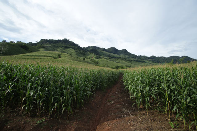 Thêm giống ngô lợi năng suất, giảm chi phí hình ảnh 3 them giong ngo loi nang suat, giam chi phi hinh anh 3