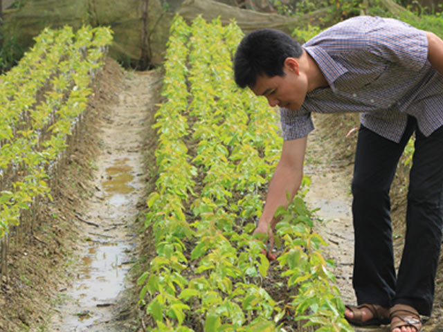 bac ha chu trong phat trien giong cay an qua chat luong cao hinh anh 1