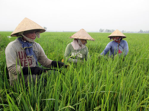 canh tac lua mua ung pho thoi tiet xau hinh anh 1