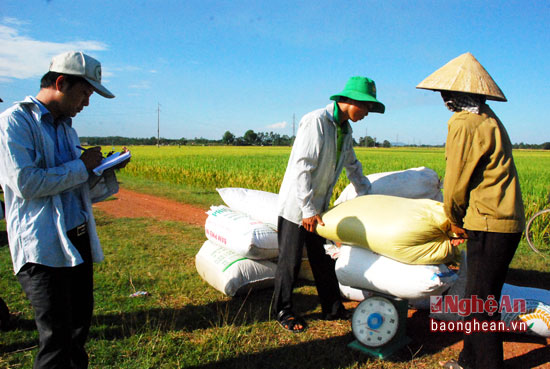 nong dan ban lua lay tien tuoi ngay tai ruong hinh anh 2