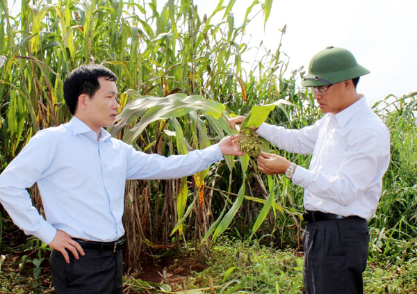 vo mong “sieu cao luong”, nong dan ngan ngam hinh anh 1